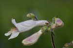 Eastern gray beardstongue